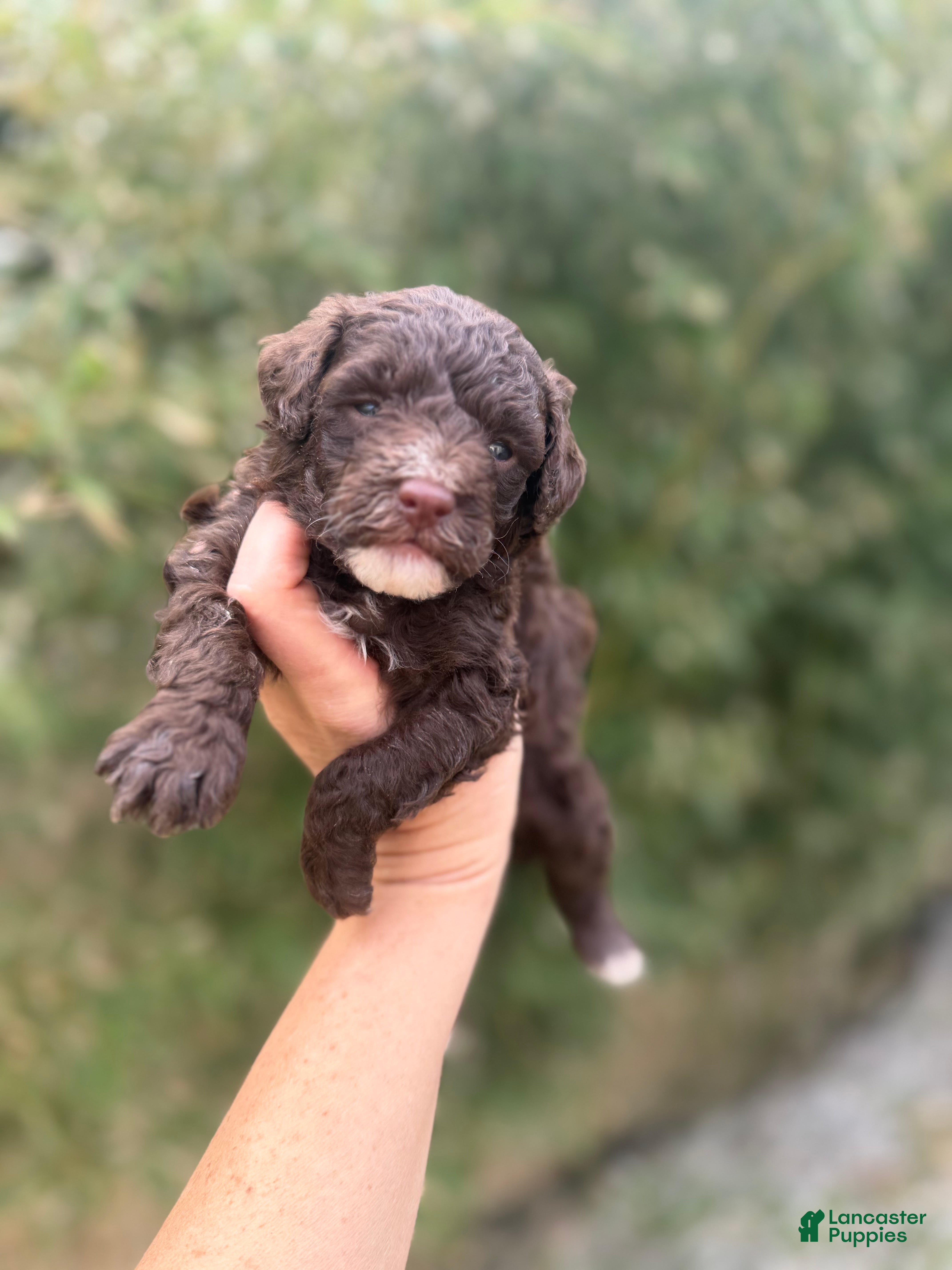 Toy Poodle dogs Jarrod - Ad 38