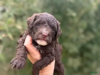Toy Poodle dogs Jarrod - Ad 38