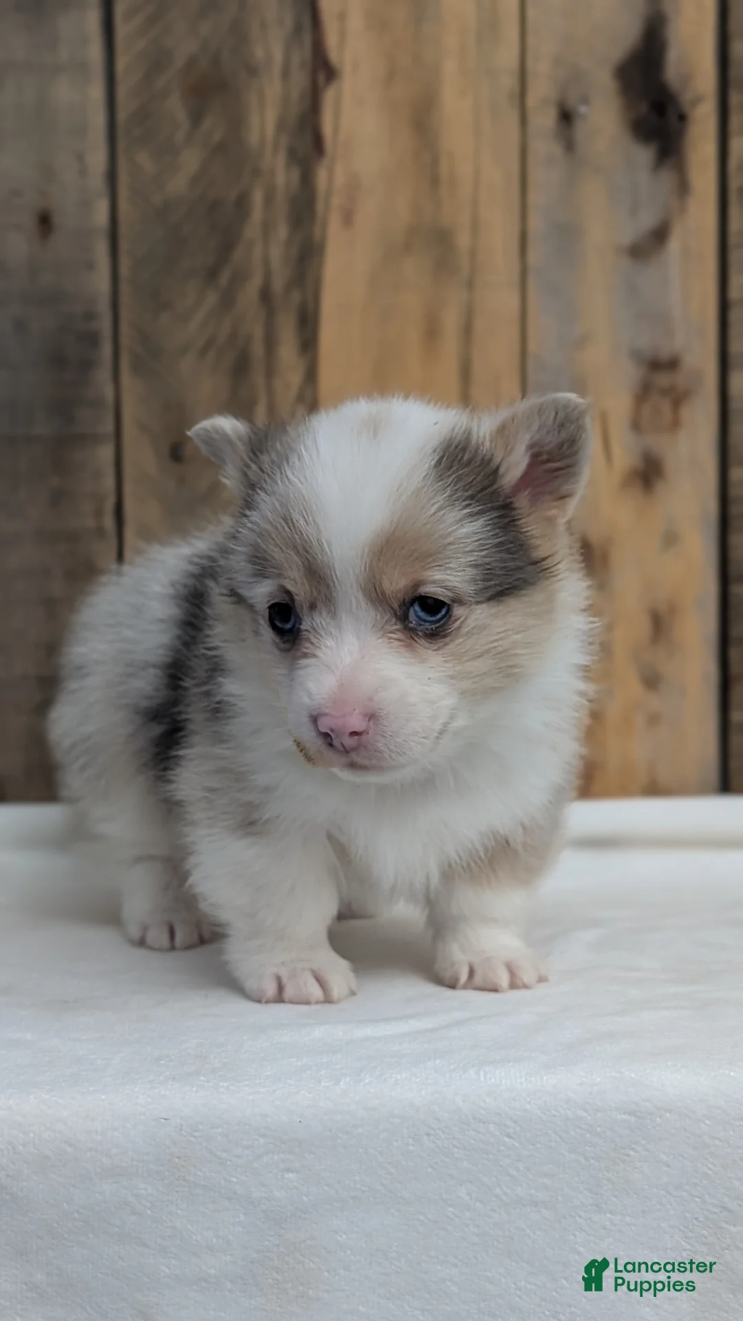 Welsh Corgi Pembroke dogs for sale: Falcon - Ad 3