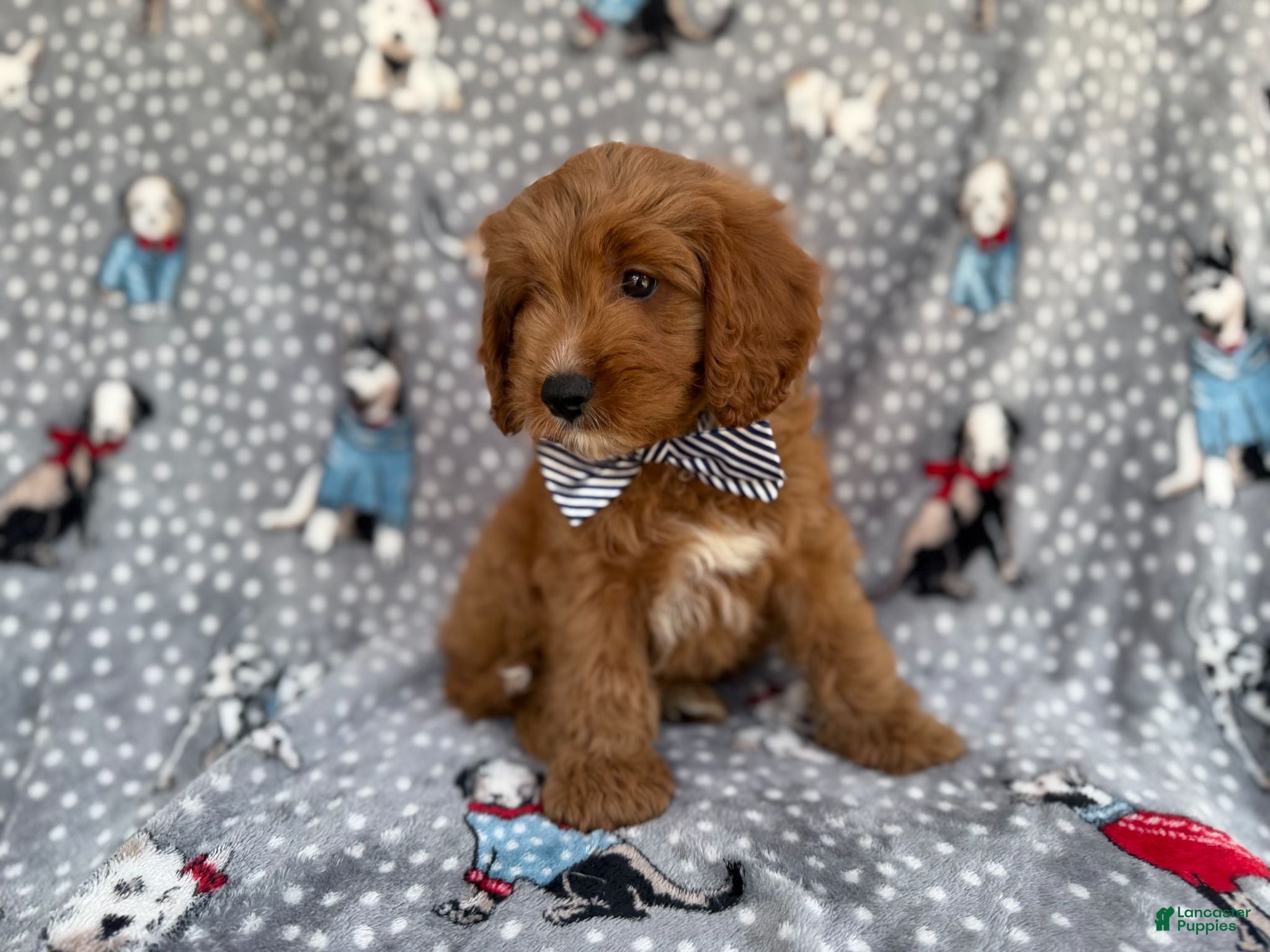 Cavapoo dogs Benson - Ad 2