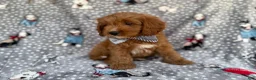 Cavapoo dogs for sale: Benson - Ad 2