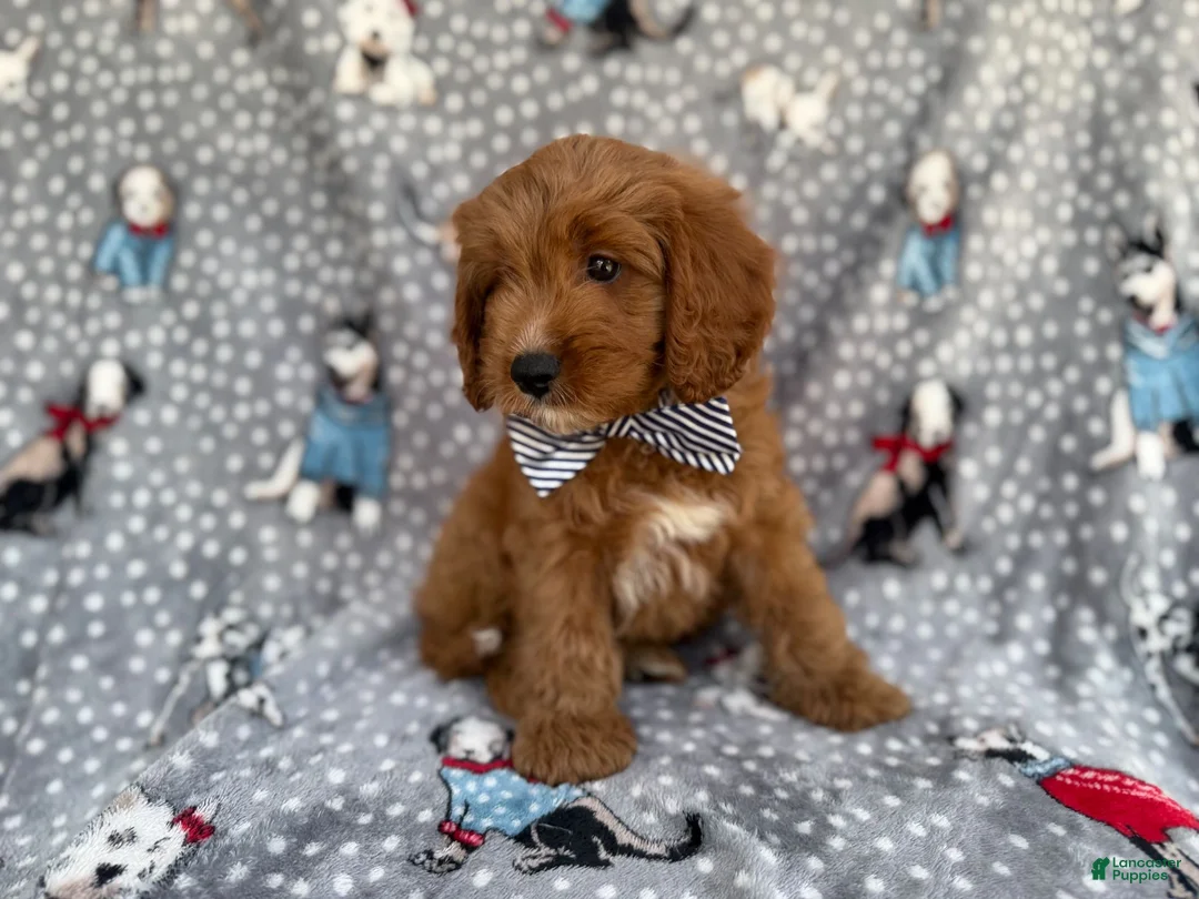 Cavapoo dogs for sale: Benson - Ad 2