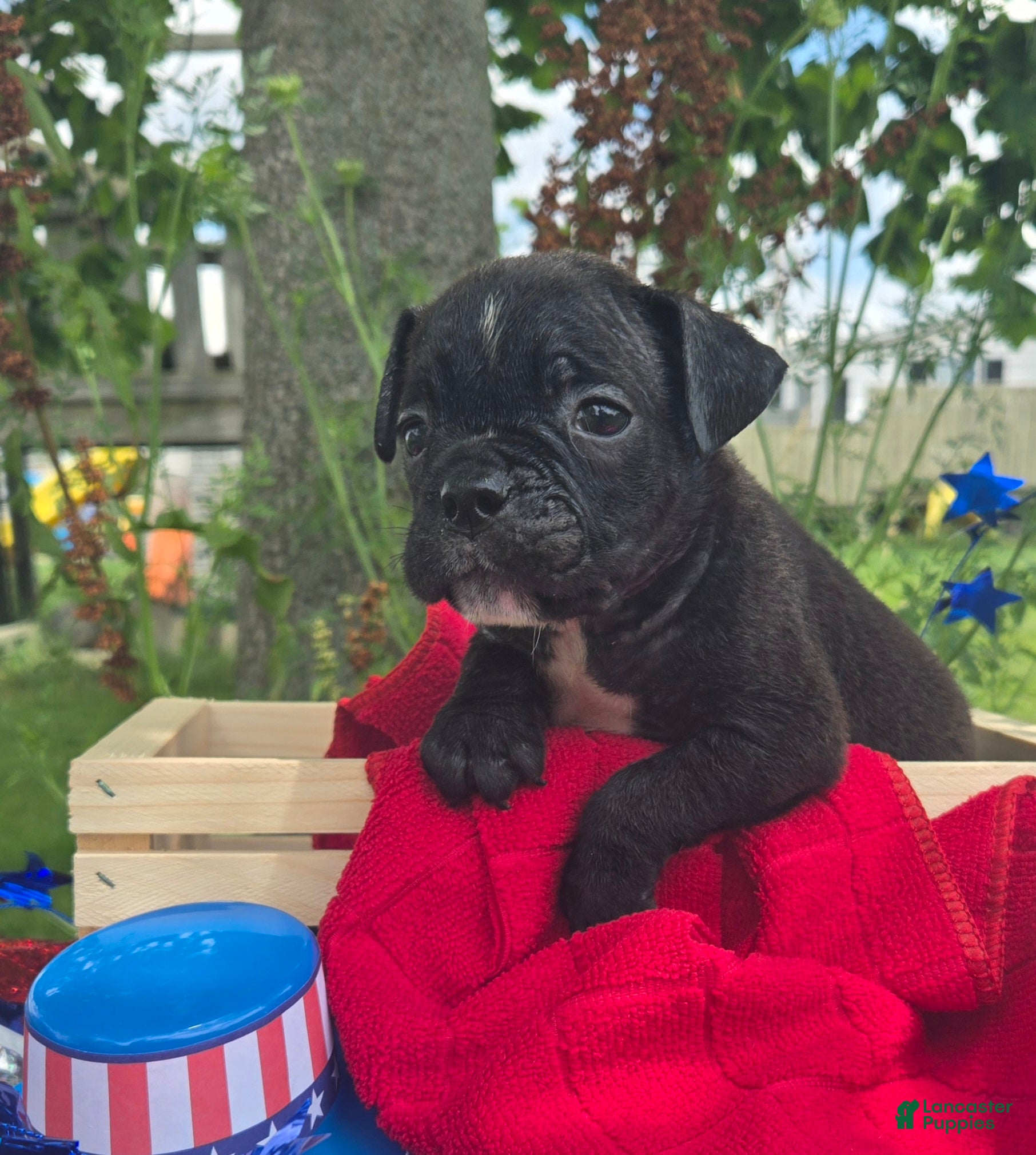Olde English Bulldogge dogs Buzz - Ad 2