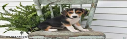 Beagle dogs for sale: Rosie - Ad 4