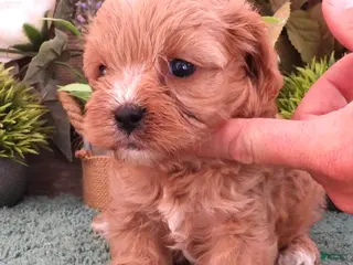 Cavapoo dogs Ginger #3 Male - Ad 23