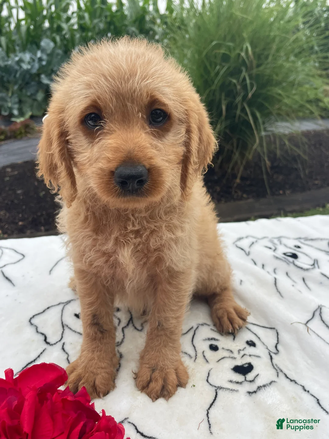 Labradoodle dogs for sale: Earl - Ad 1