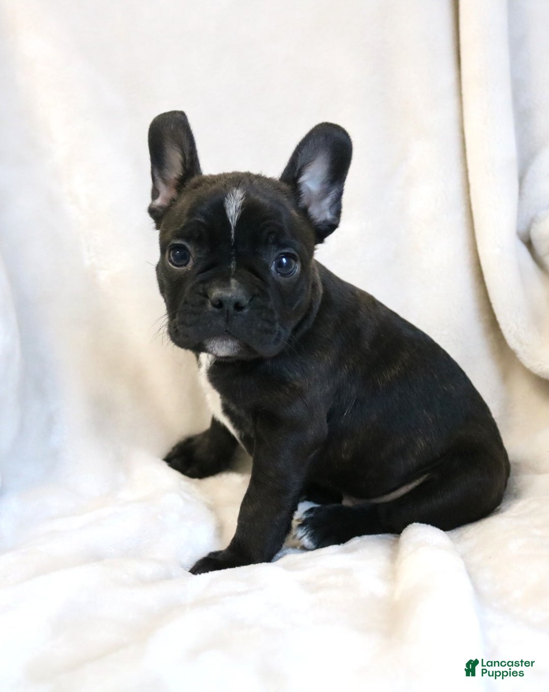 Frenchton dogs for sale: Cooper - Ad 5