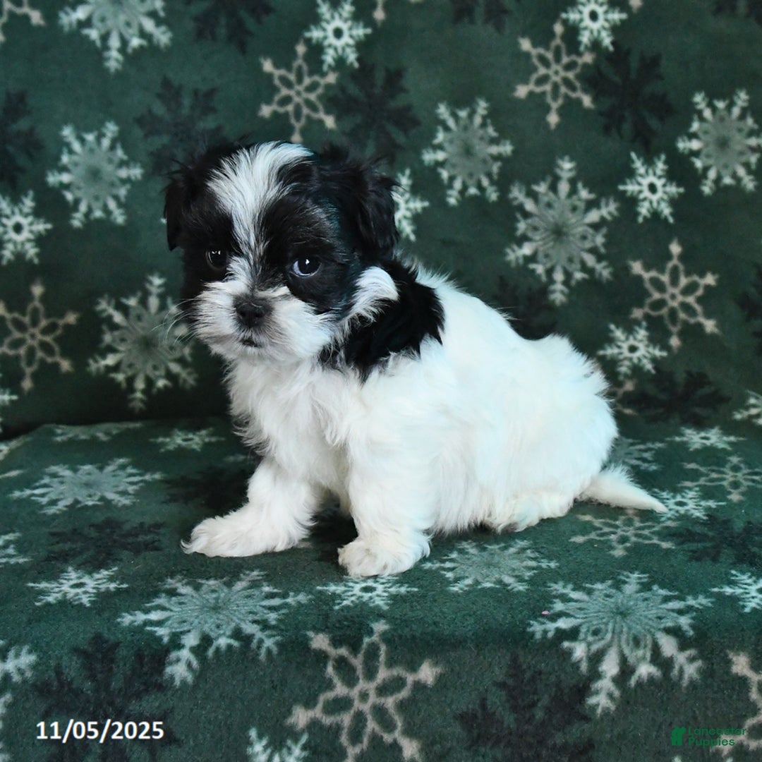 Malshi dogs for sale: Thunder - Ad 2