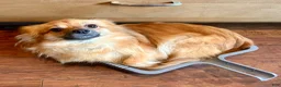 Mixed Breed dogs for sale: Ziggy - Ad 6
