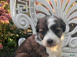 Saint Berdoodles dogs - Ad 31