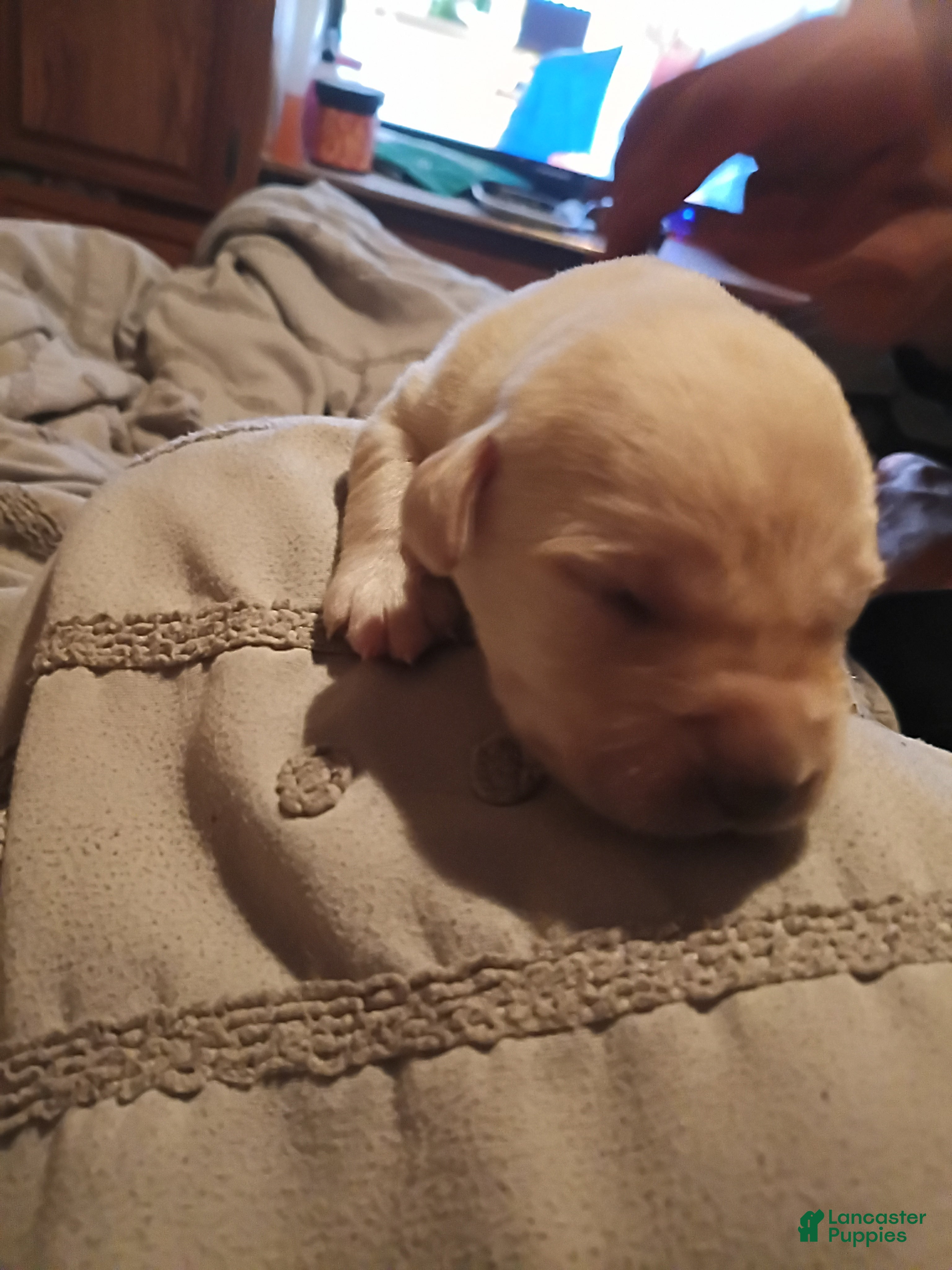 Labrador Retriever dogs for sale: Labrador Retriever 7 - Ad 1