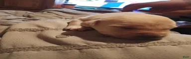 Labrador Retriever 7