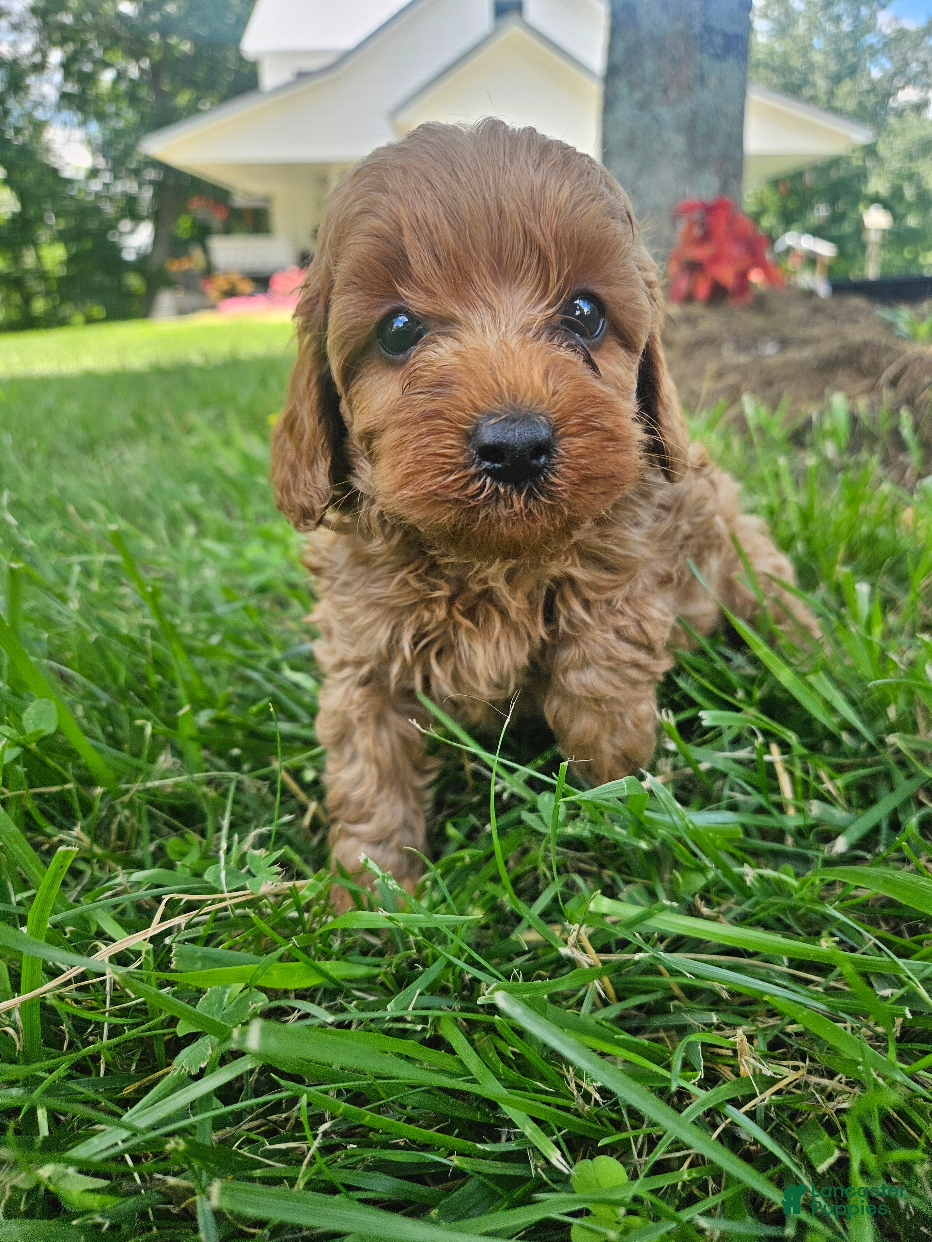 Cavapoo dogs Mars - Ad 28