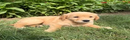 Golden Retriever dogs for sale: Emma - Ad 7