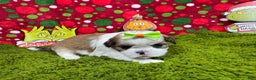 Shih Tzu dogs for sale: Shih Tzu Puppy 5 - Ad 2