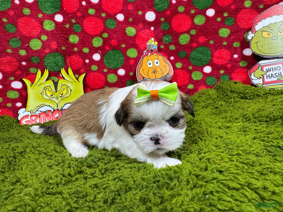 Shih Tzu dogs for sale: Shih Tzu Puppy 5 - Ad 2