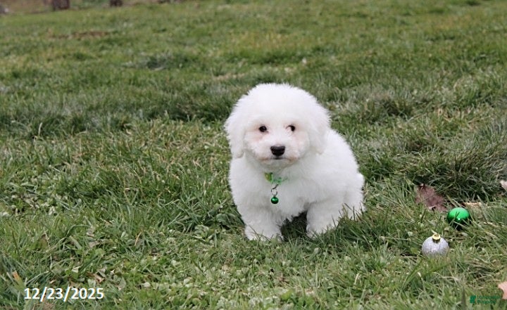 Bichon Frise dogs Rory - Ad 17