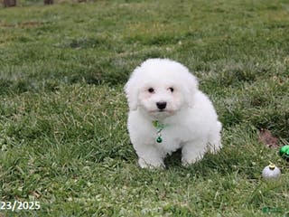 Bichon Frise dogs Rory - Ad 8