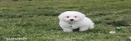 Bichon Frise dogs for sale: Rory - Ad 11