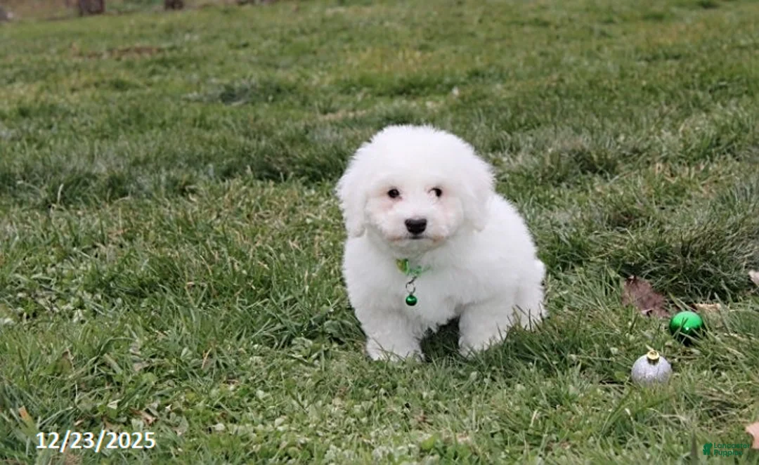 Bichon Frise dogs for sale: Rory - Ad 11