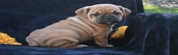 Mixed Breed dogs for sale: Ann - Ad 6