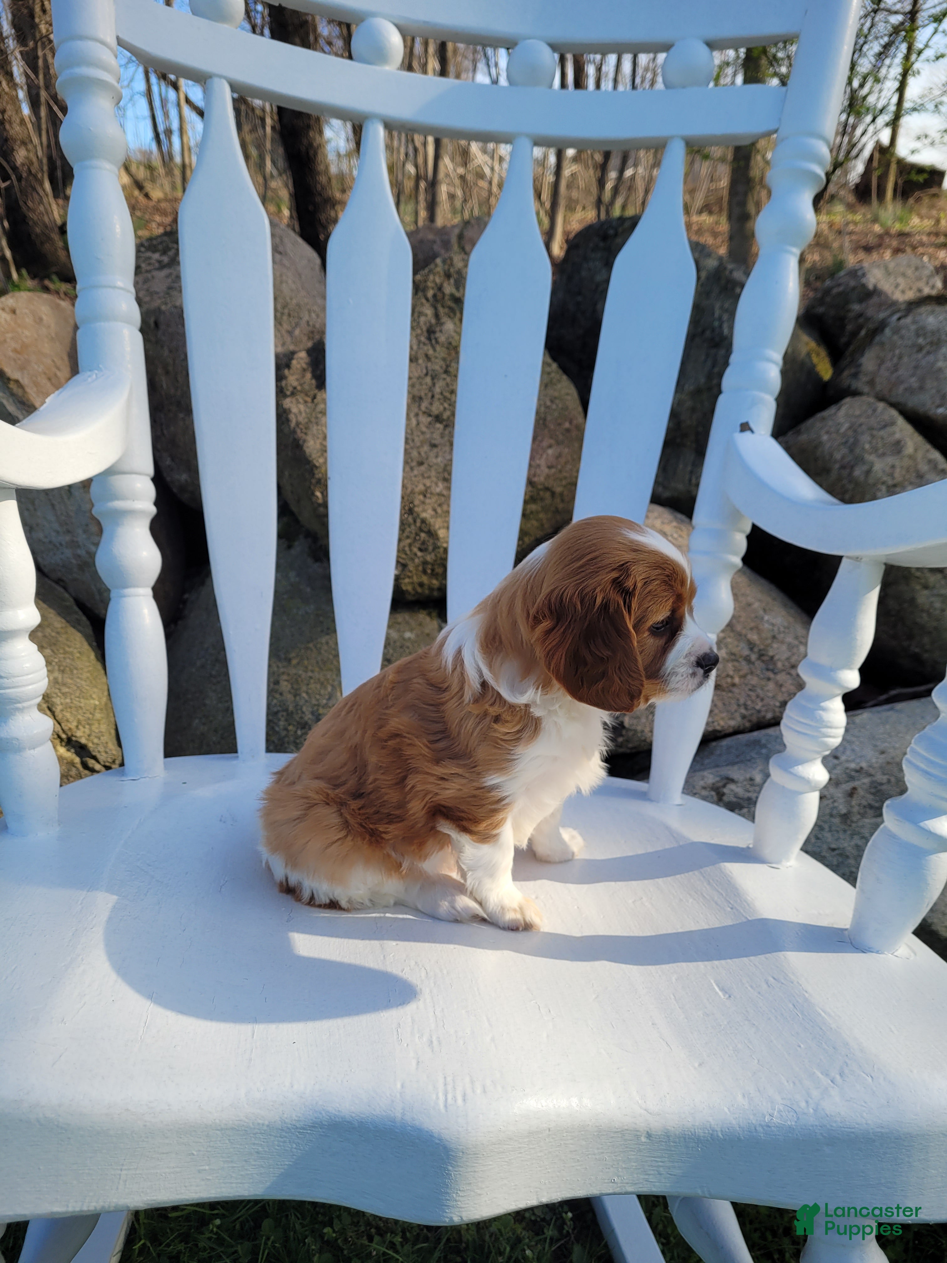 Cavapoo dogs Cavapoo Puppy 1 - Ad 2