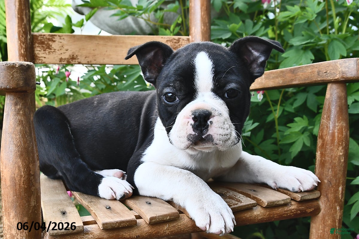 Boston Terrier dogs for sale: Sparkle - Ad 3