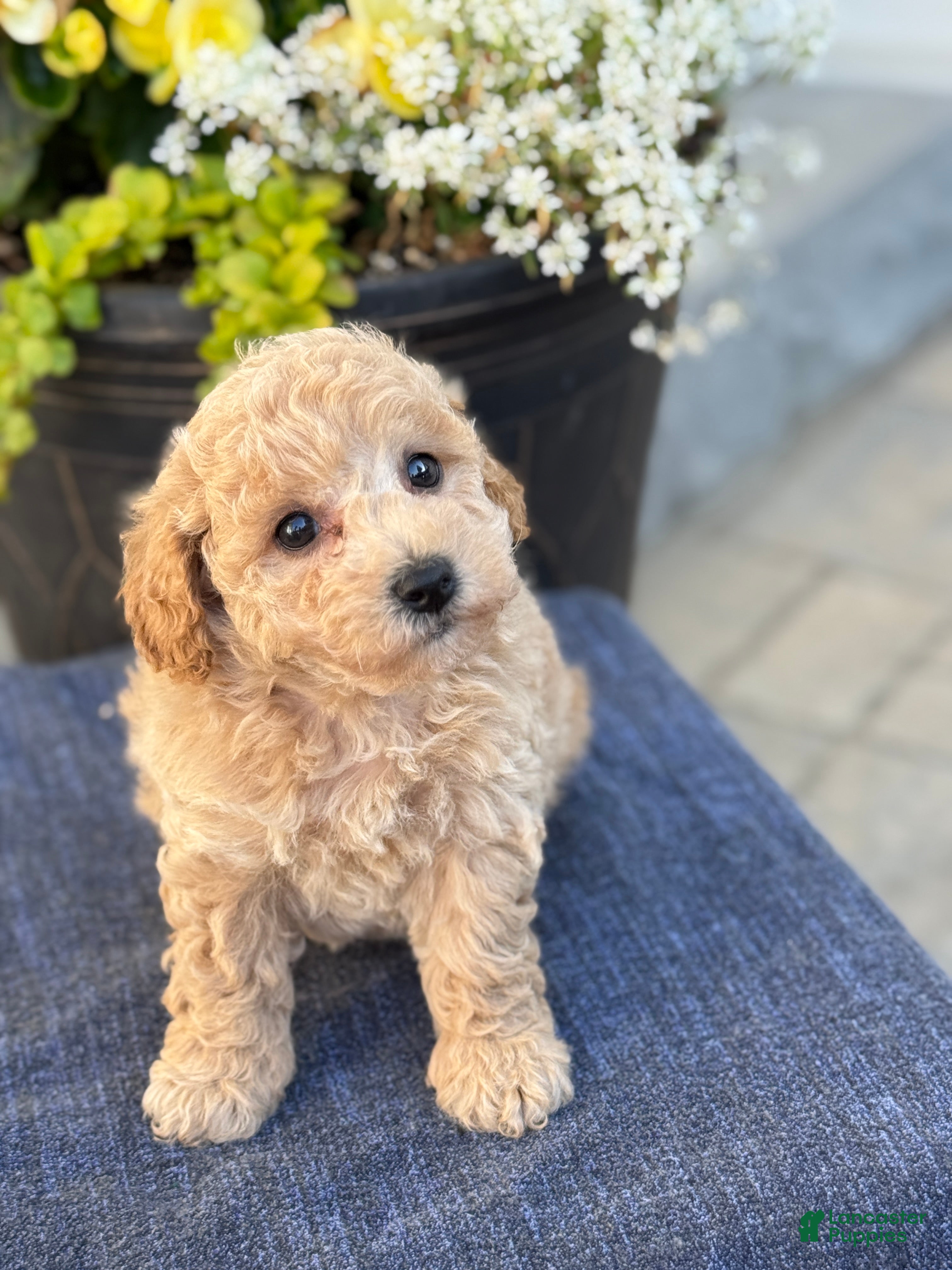 Bichpoo dogs for sale: Finn - Ad 5
