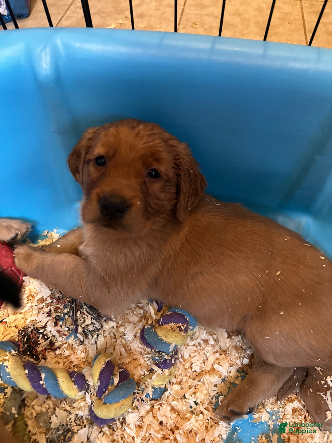 Mixed Breed dogs for sale: Mixed Breed Puppy 2 - Ad 1