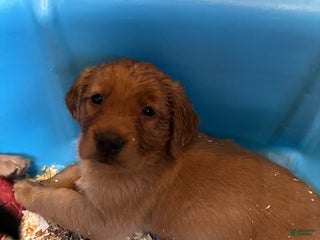 Mixed Breed dogs Mixed Breed Puppy 2 - Ad 30