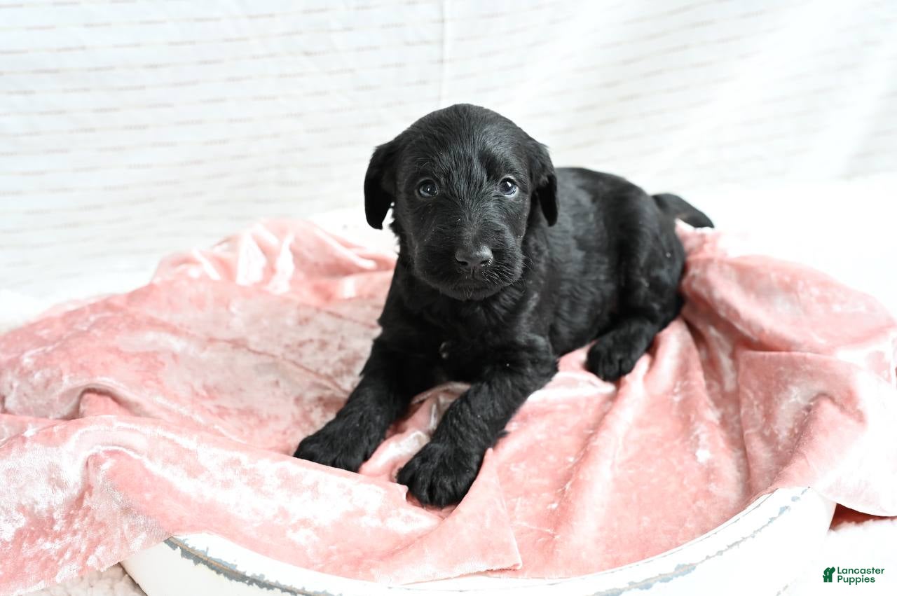 Mixed Breed dogs Hazel - Ad 8