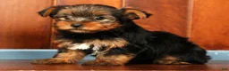 Yorkshire Terrier dogs for sale: Molly - Ad 6