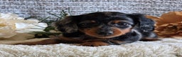 Miniature Dachshund dogs for sale: Sheryl - Ad 1