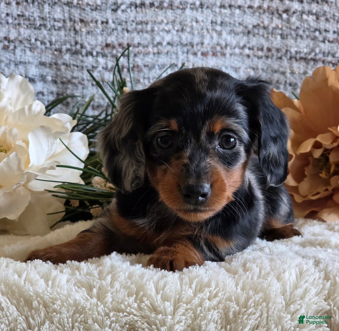 Miniature Dachshund dogs for sale: Sheryl - Ad 1