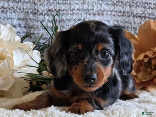 Miniature Dachshund dogs Sheryl - Ad 33