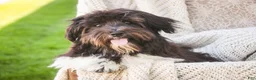 Havanese dogs for sale: Oreo - Ad 3