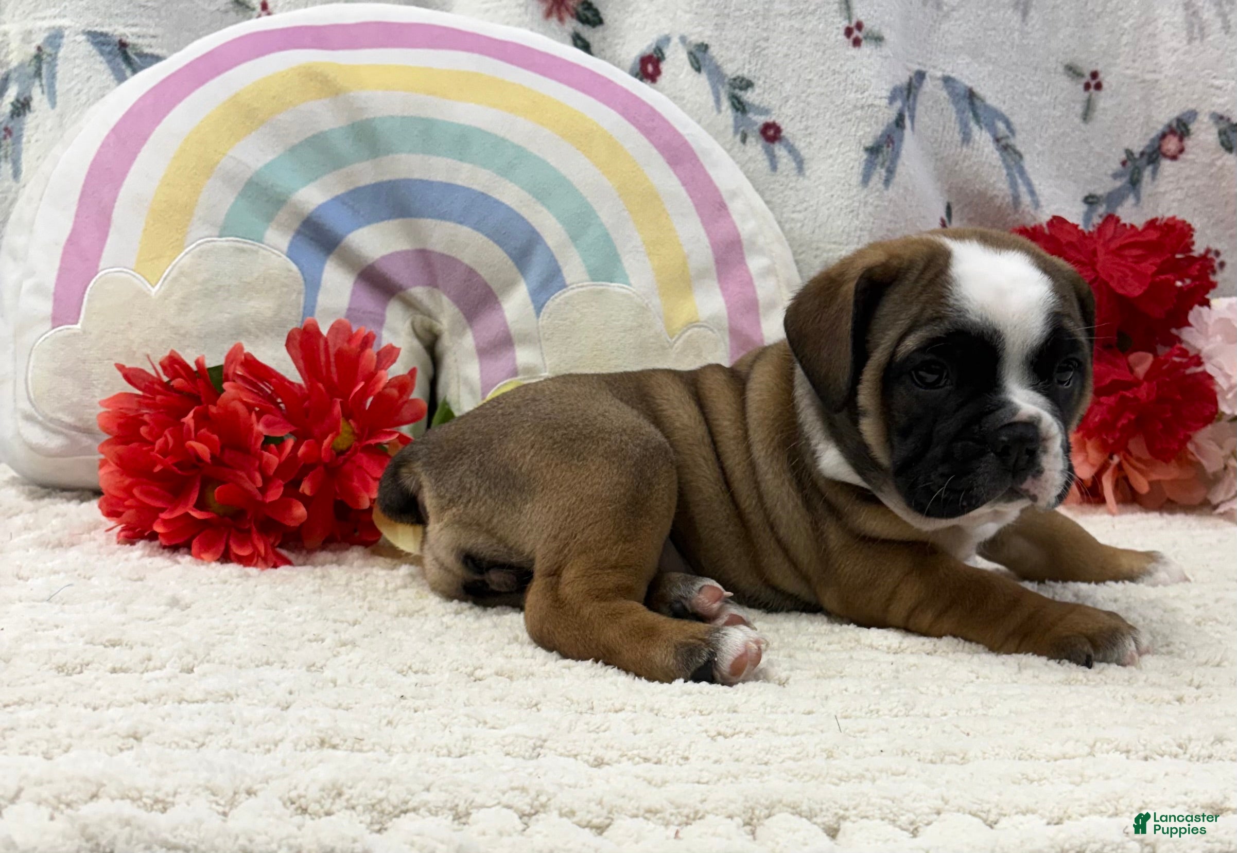 English Bulldog dogs Lacey - Ad 2