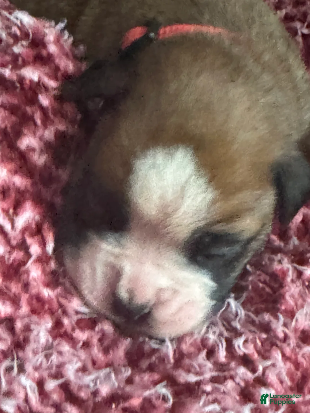 Boxer dogs for sale: Luna  - Ad 17