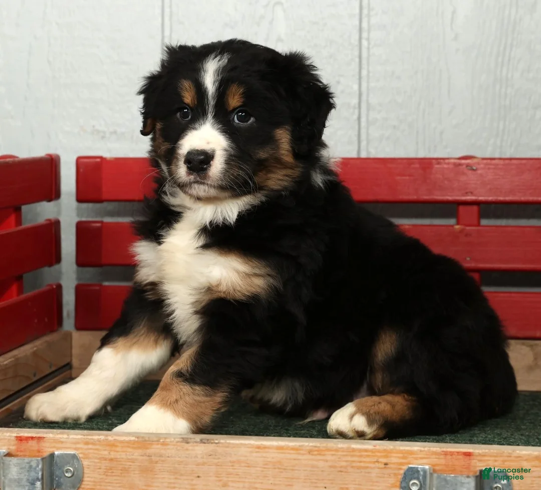 Australian Shepherd dogs for sale: Freddy - Ad 6