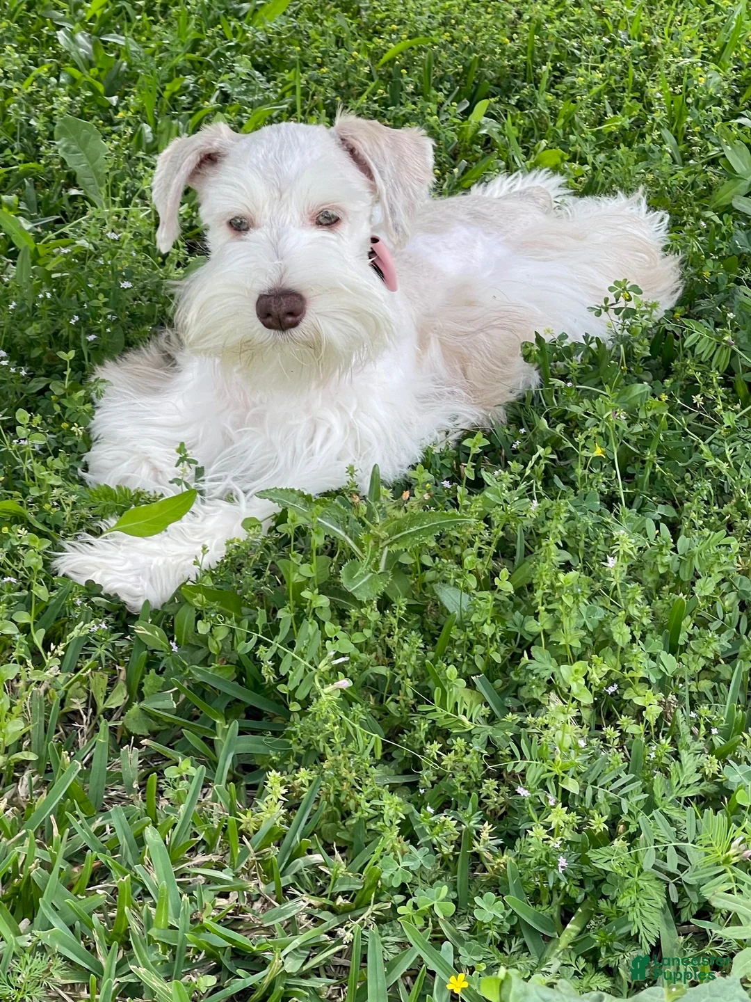Miniature Schnauzer dogs for sale: Captain - Ad 11
