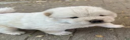 Chow Chow dogs for sale: White Female - Ad 3