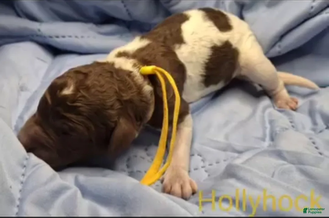 Labradoodle dogs for sale: Holly-CRATE & POTTY trained - Ad 4