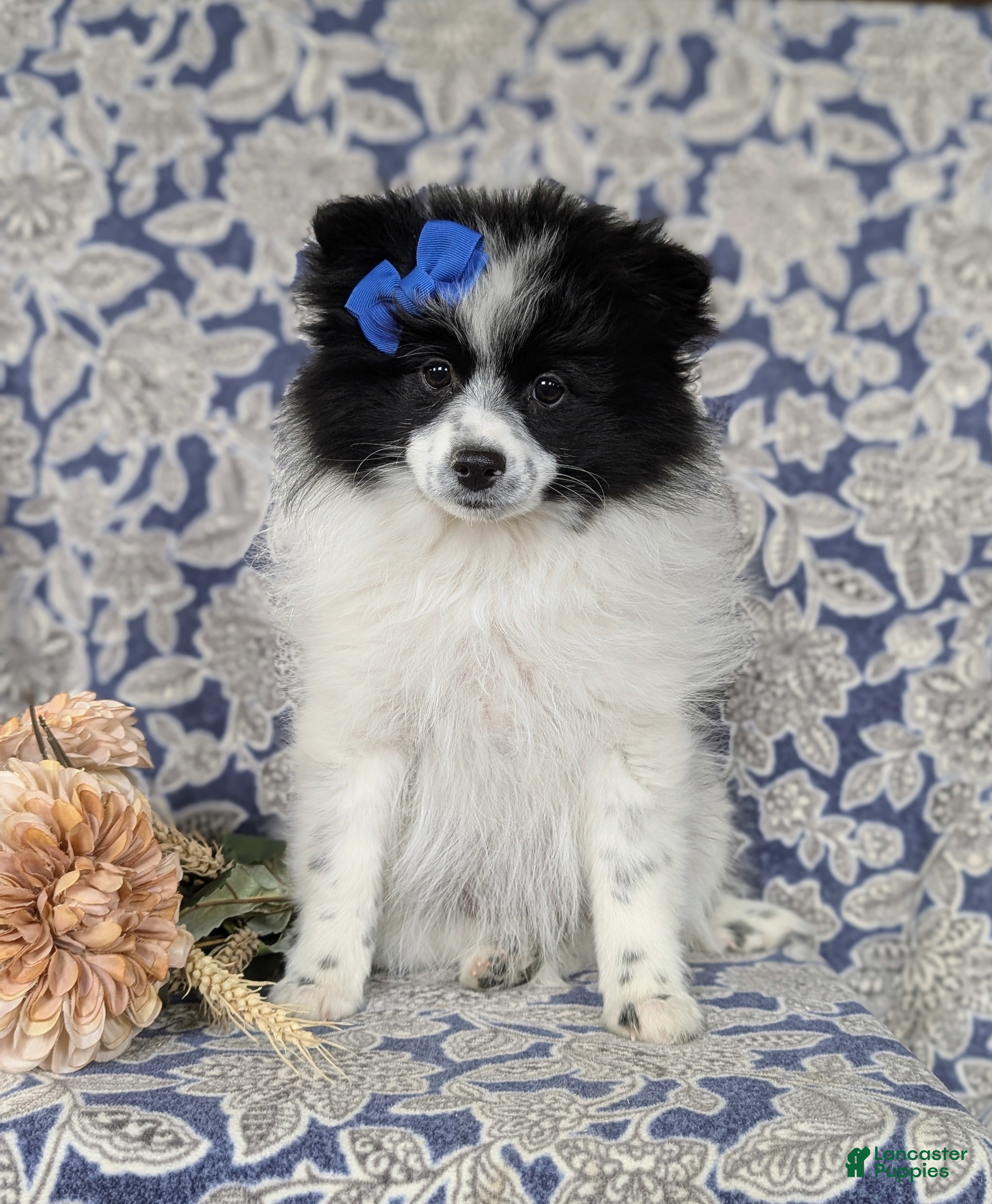 Pomeranian dogs Pheobe - Ad 5