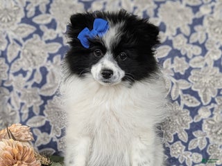 Pomeranian dogs for sale: Pheobe - Ad 2