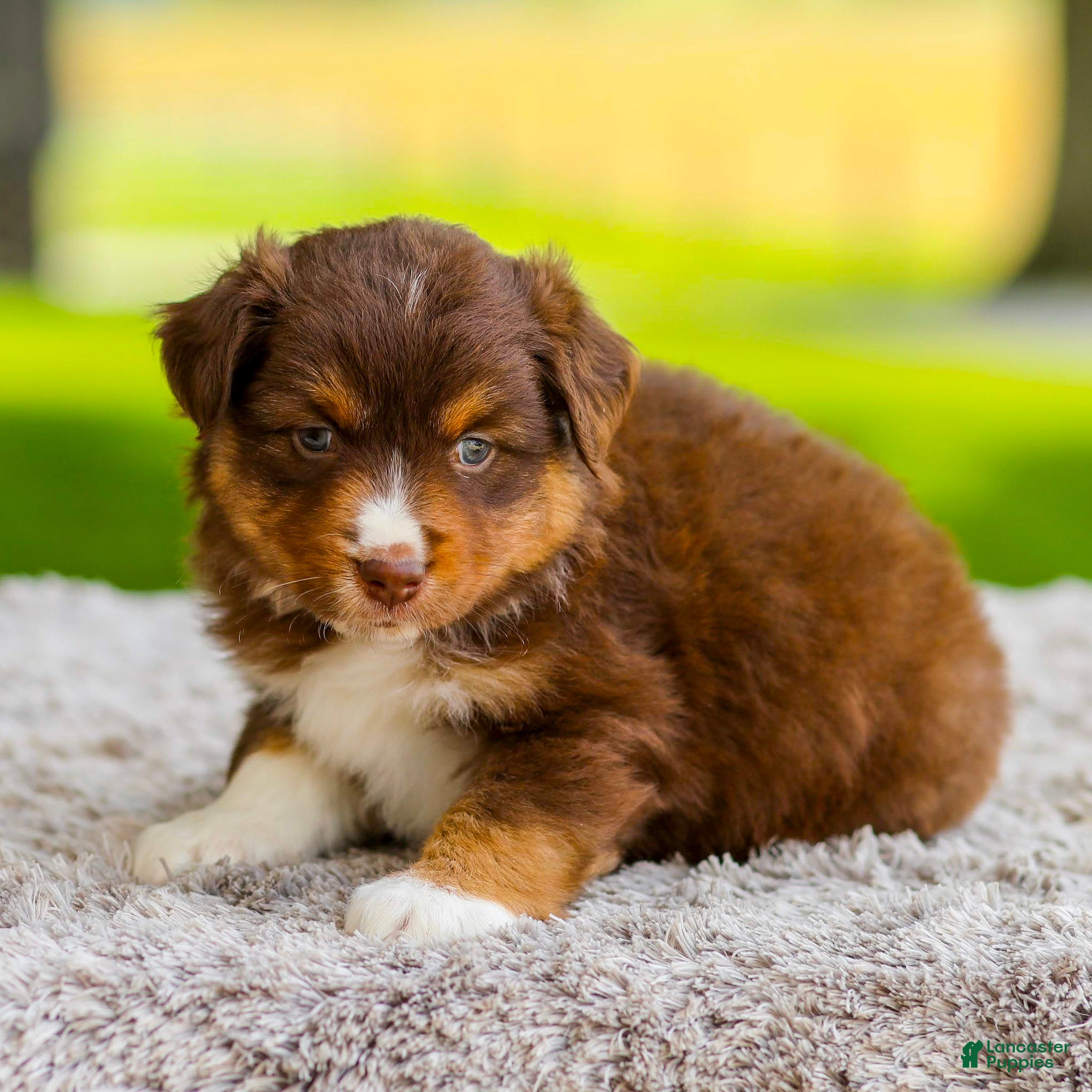 Miniature Australian Shepherd dogs Coke - Ad 2