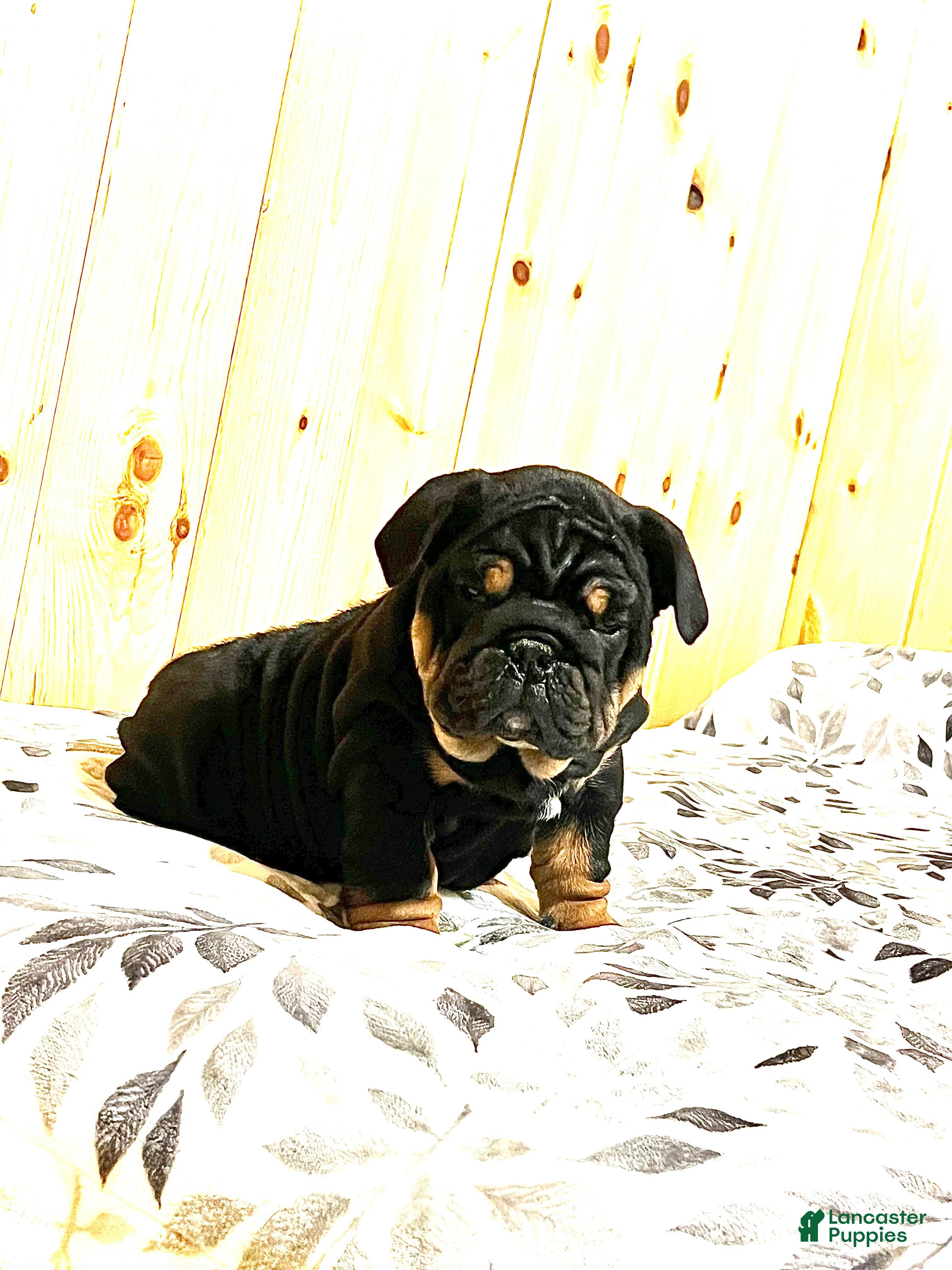 English Bulldog dogs Winston - Ad 2