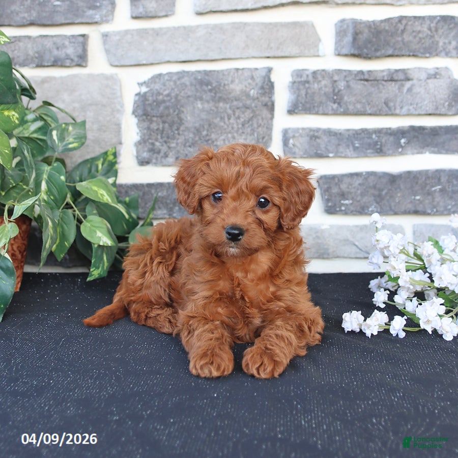 Cavapoo dogs Lacey - Ad 2