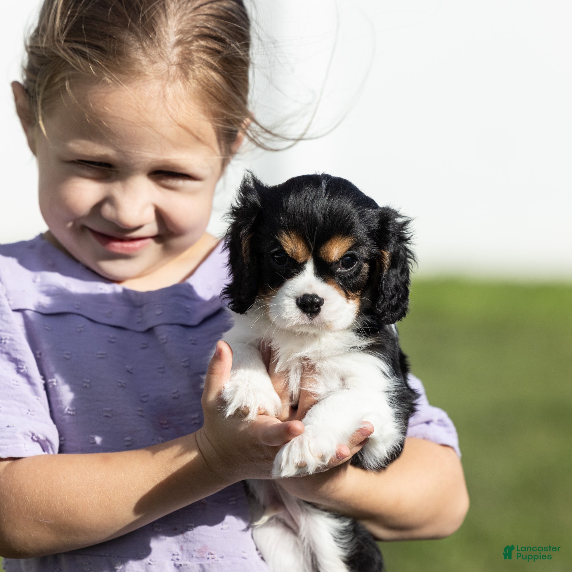 Cavalier King Charles Spaniel dogs Lincoln - Ad 1