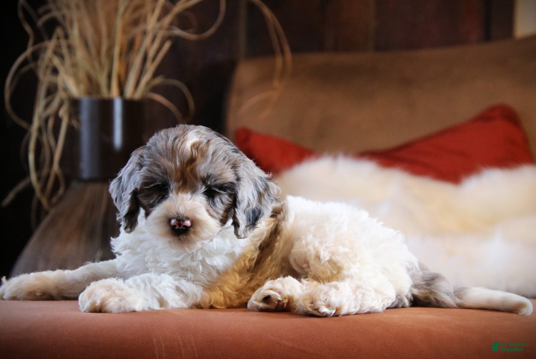 Cockapoo dogs for sale: Starlight - Ad 2