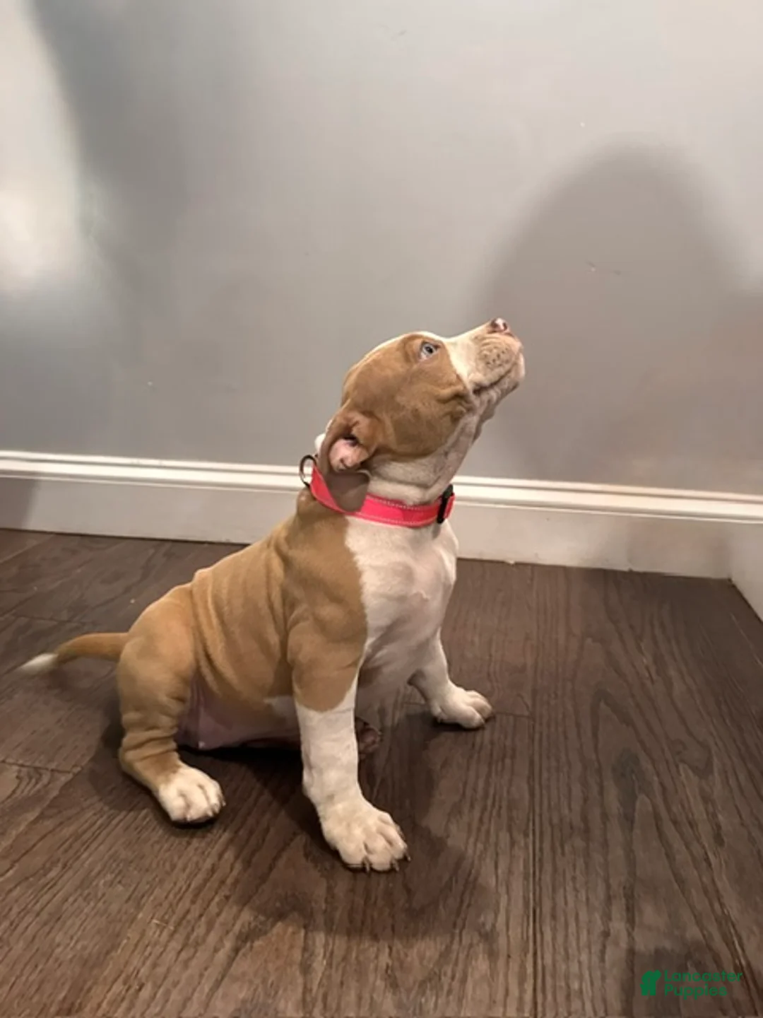 American Bully dogs for sale: Lena - Ad 1